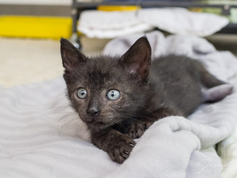 A-joker behawiorysta | Blog A-joker behawiorysta | Blog