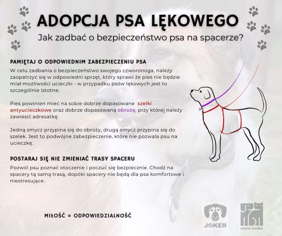 Adopcja psa lękowego