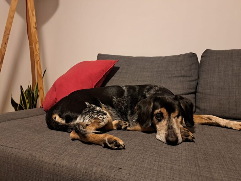 A-joker behawiorysta | Blog A-joker behawiorysta | Blog