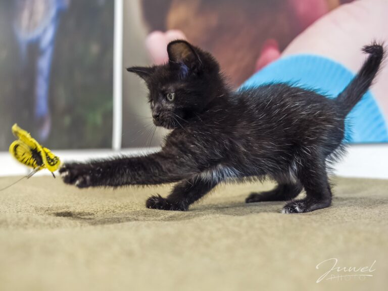 A-joker behawiorysta | Blog A-joker behawiorysta | Blog