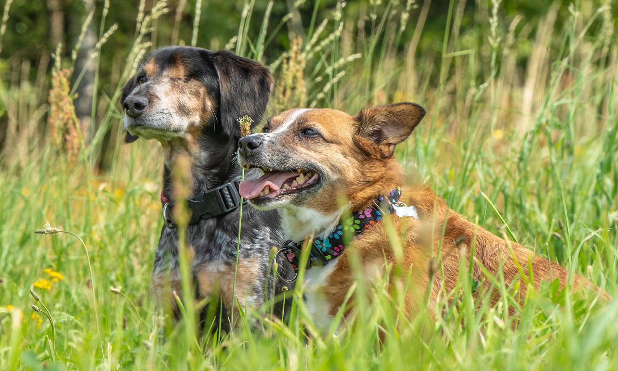 20230824_Ania_074-2000×1200 (1) A-joker behawiorysta | Przygotowanie się do adopcji psa