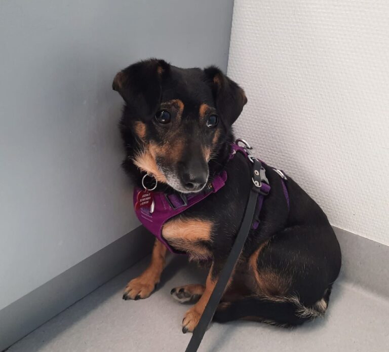 A-joker behawiorysta | Blog A-joker behawiorysta | Blog