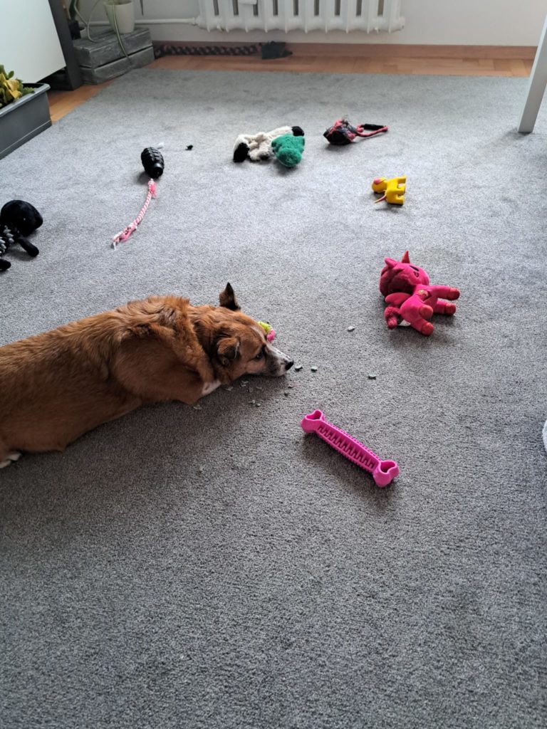 A-joker behawiorysta | Strona główna A-joker behawiorysta | Strona główna