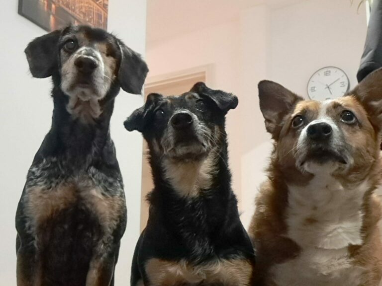 A-joker behawiorysta | Strona główna A-joker behawiorysta | Strona główna