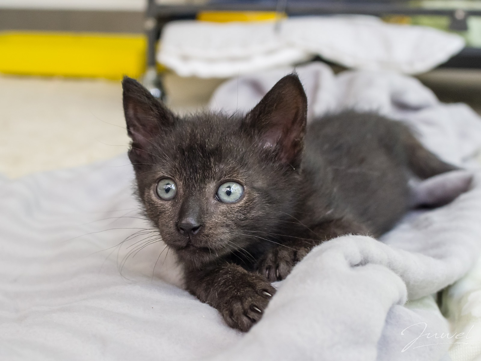 A-joker behawiorysta | Zanim zaprosimy do domu kota