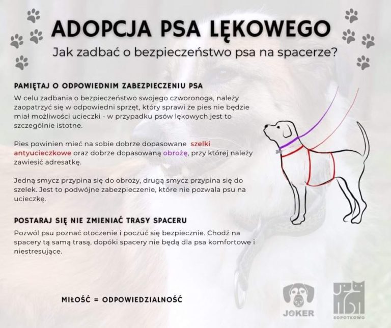 A-joker behawiorysta | Adopcja psa lękowego