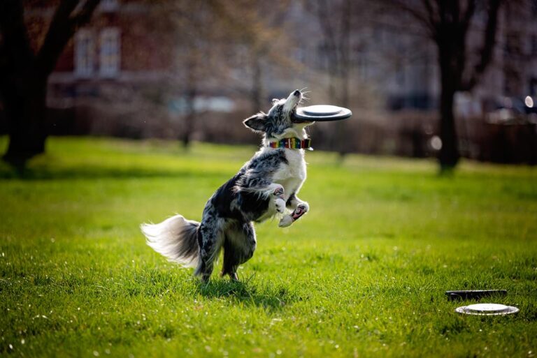 A-joker behawiorysta | Blog A-joker behawiorysta | Blog