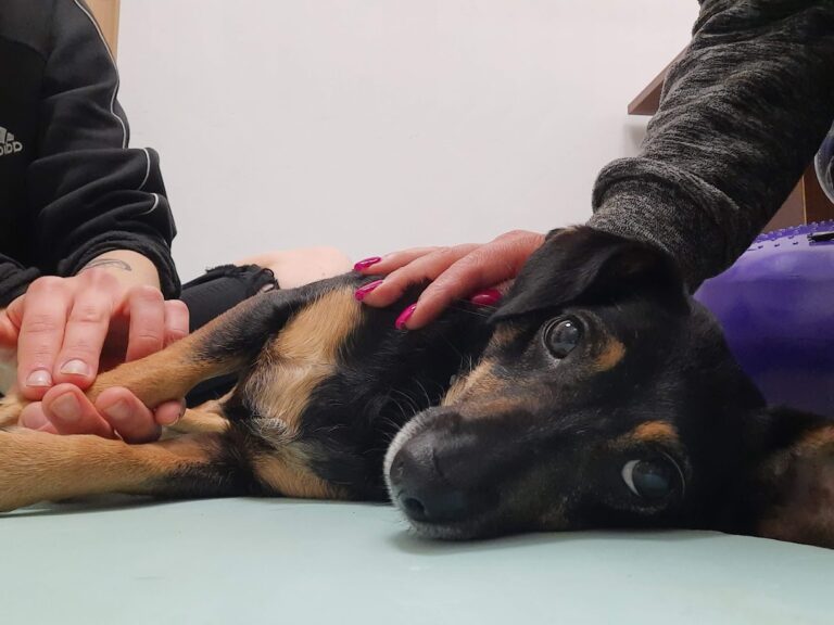 A-joker behawiorysta | Blog A-joker behawiorysta | Blog