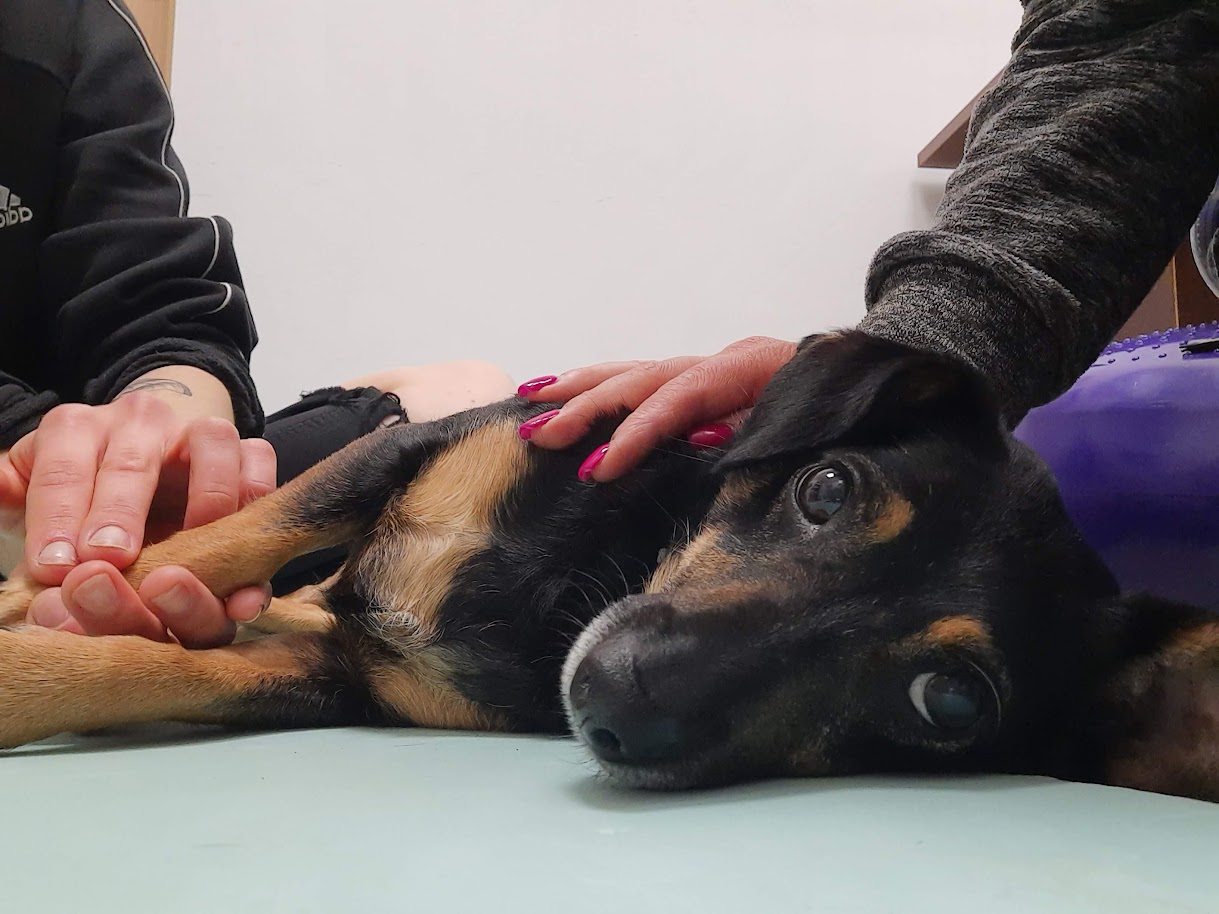 A-joker behawiorysta | Masaż w pracy z psem lękowym