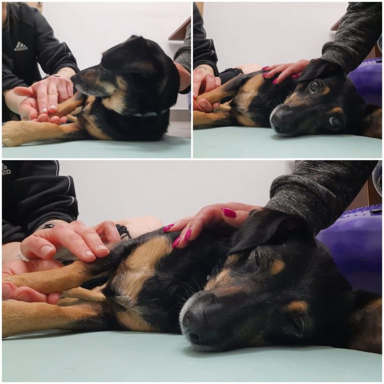 A-joker behawiorysta | Masaż w&nbsp;pracy z&nbsp;psem lękowym