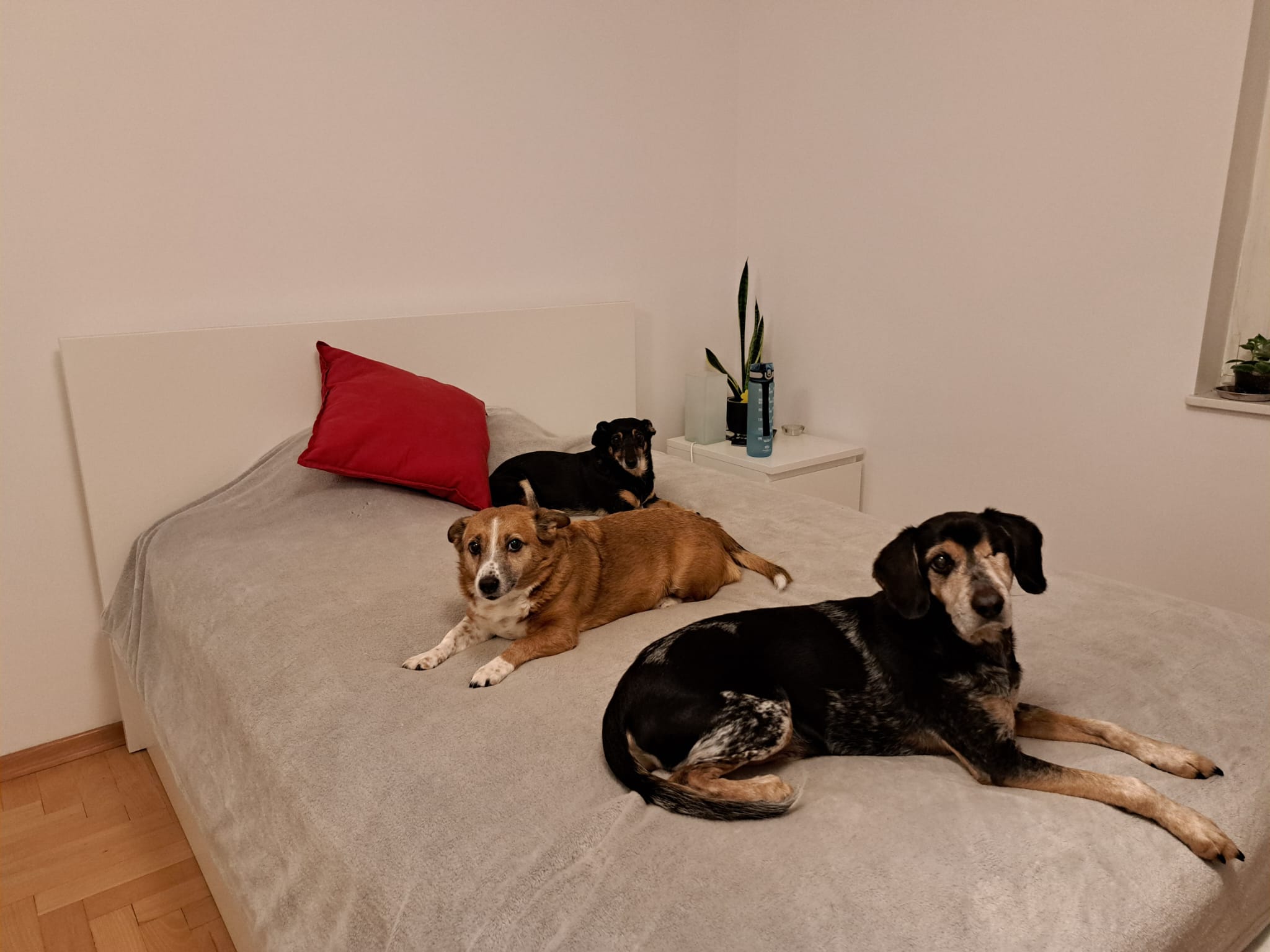 A-joker behawiorysta | Opieka nad&nbsp;psem w&nbsp;domu – w&nbsp;towarzystwie moich&nbsp;psów